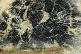 Polished Petrified Wood Limb Round - Indonesia #329218-1
